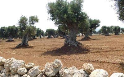 Do you know olive trees in Puglia? Curiosities about the torsion of old trees