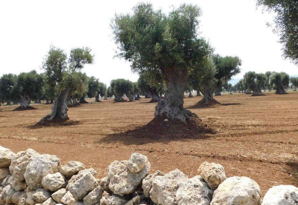 Do you know olive trees in Puglia? Curiosities about the torsion of old trees