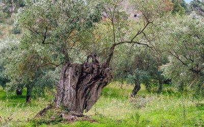 La edad del olivo. “Pensar el Olivo”, una maravilla natural escultórica en Ginosa