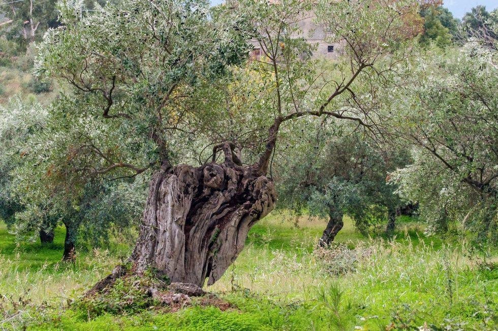 Idade da oliveira.”Oliveira Pensante”, uma maravilha escultural natural em Ginosa