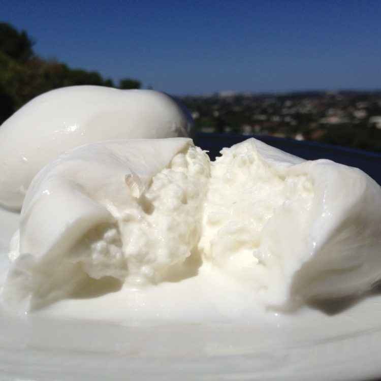 mozzarella