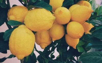 A fragrant voyage of discovery through the Gargano citrus groves