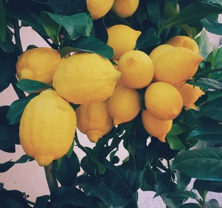 Uma perfumada viagem de descoberta pelos pomares de citrinos do Gargano